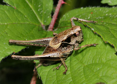 Male Dark Bush Cricket.