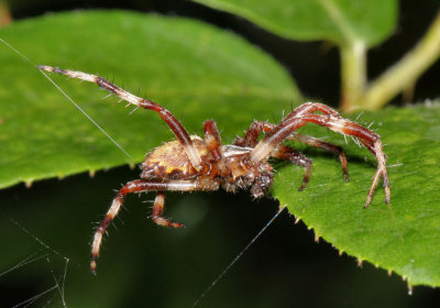 Spider.