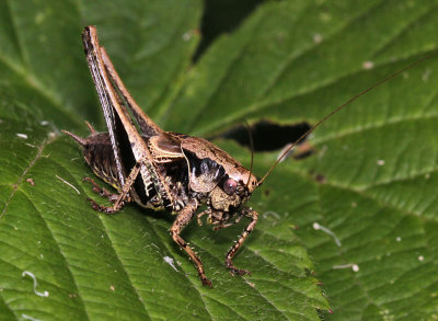 Male Dark Bush Cricket.
