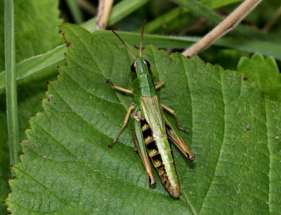 Grasshopper.
