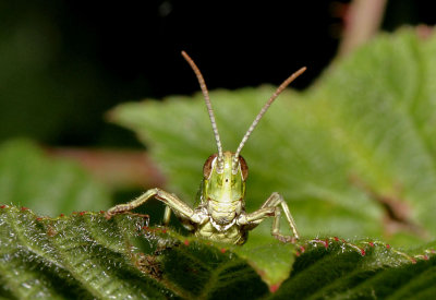 Grasshopper.