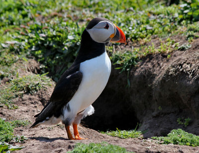 Puffin.