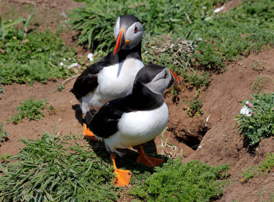 Mr & Mrs Puffin.