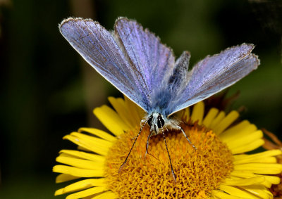 Male Common Blue Butterfly.