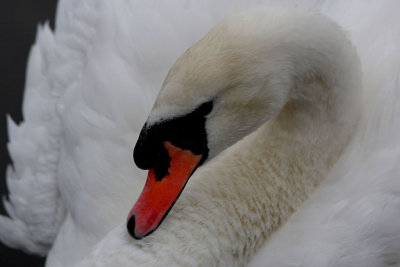 Mute Swan.