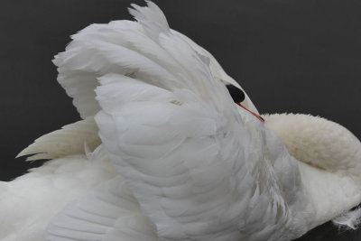 Mute Swan.