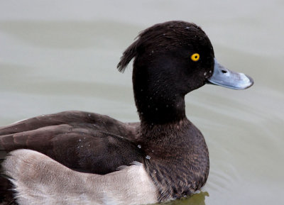 Tufted Duck.