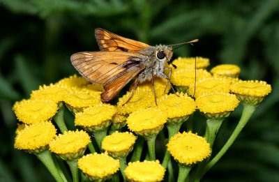 Large Skipper.