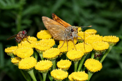 Large Skipper & friends.