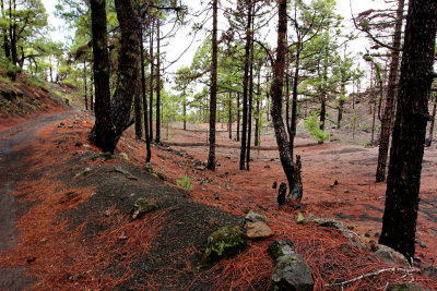 Walking on La Palma, Canary Islands.