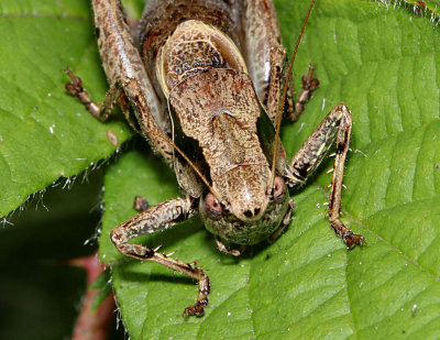 Male Dark Bush Cricket.
