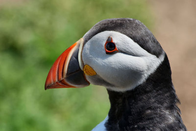 Puffin.