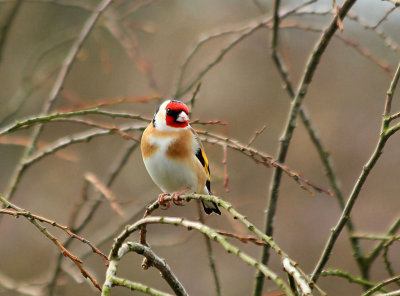 Goldfinch.