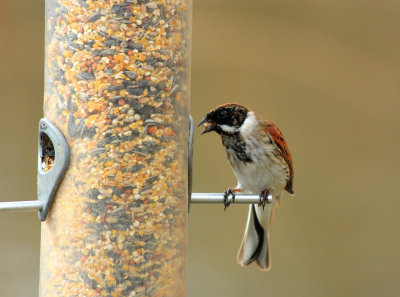 Male Reed Bunting.