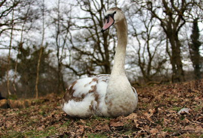 Mute Swan (young).