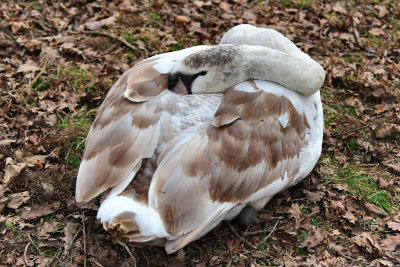 Mute Swan (young).