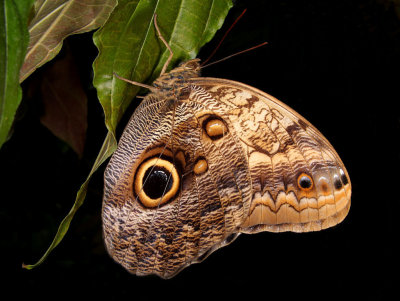 Owl Butterfly - Caligo memnon.