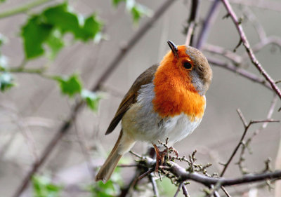 Robin.