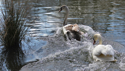 Mute Swans.