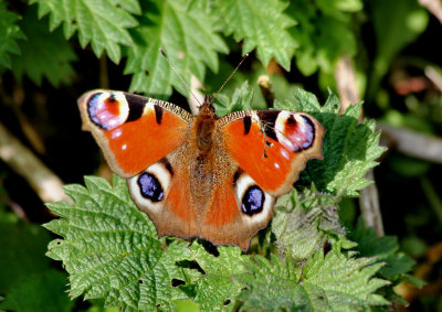 Peacock Butterfly (overwintered).