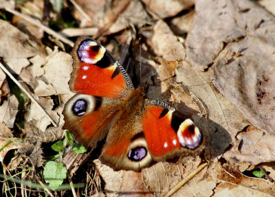 Peacock Butterfly (overwintered).