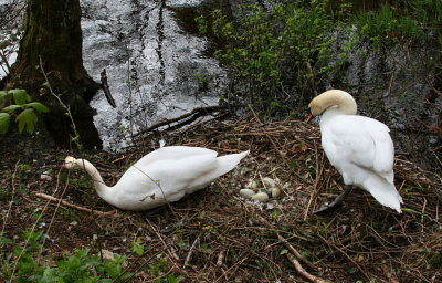 Nesting Swans.