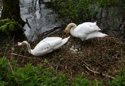 Nesting Swans.