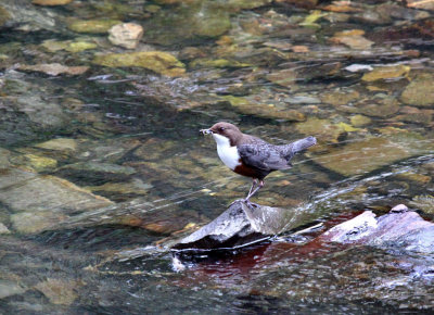 Dipper.