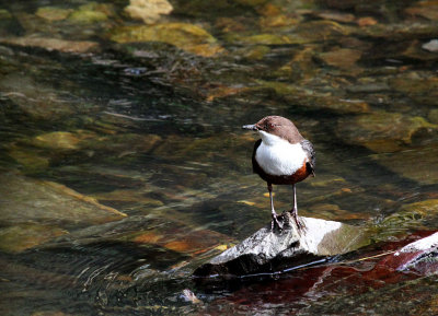 Dipper.