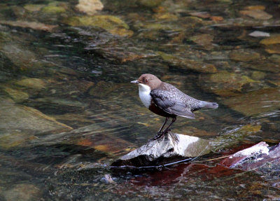 Dipper.