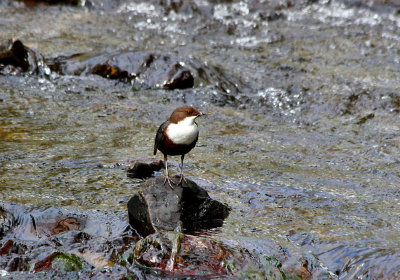 Dipper.