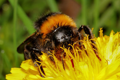 Bumblebee.