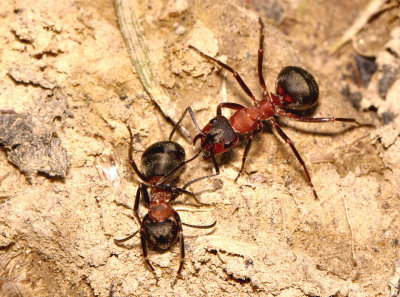 Wood Ants.