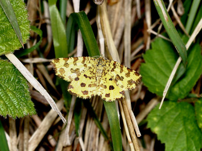 Speckled Yellow Moth.