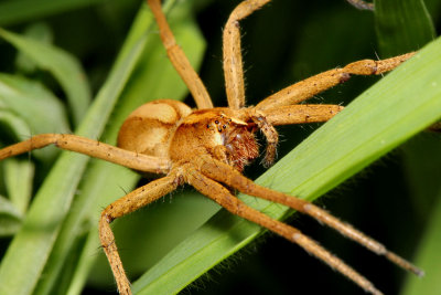 Nursery Web Spider.