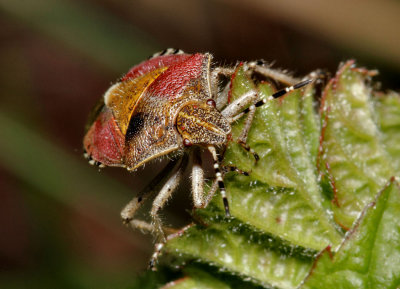Sloe bug -  (Dolycoris baccarum).