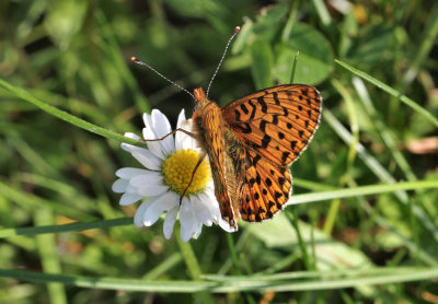 Pearl-bordered Fritillary. 