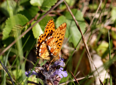 Pearl-bordered Fritillary.