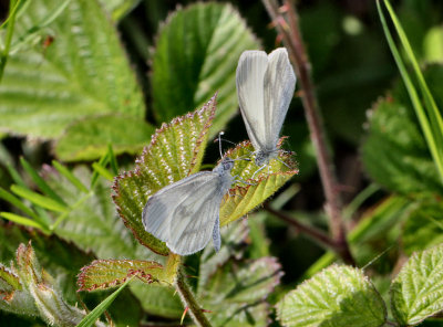 Wood White Butterflies. (Quite rare).