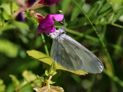 Wood White Butterfly. (Quite rare).