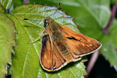 Large Skipper.