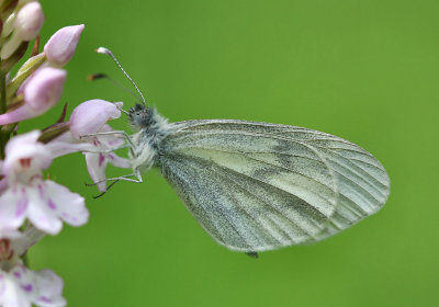 Wood White Butterfly. 