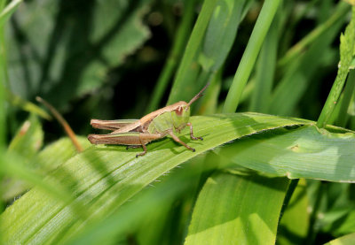 Grasshopper.