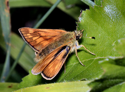 Large Skipper.