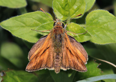 Large Skipper.