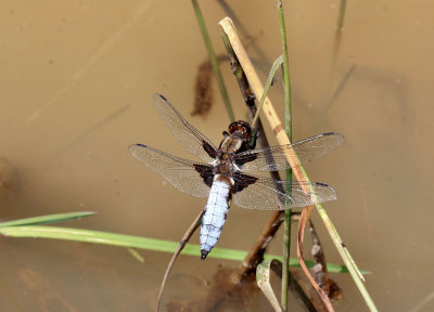 Broad Bodied Chaser. (male).