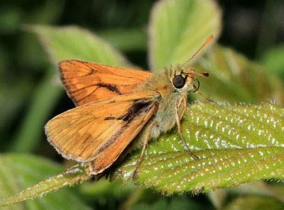 Large Skipper.