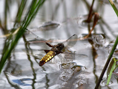 Female Broad Bodied Chaser laying eggs.
