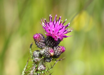 Even thistles are beautiful.