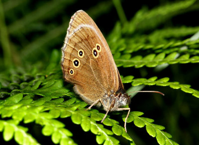 Ringlet.